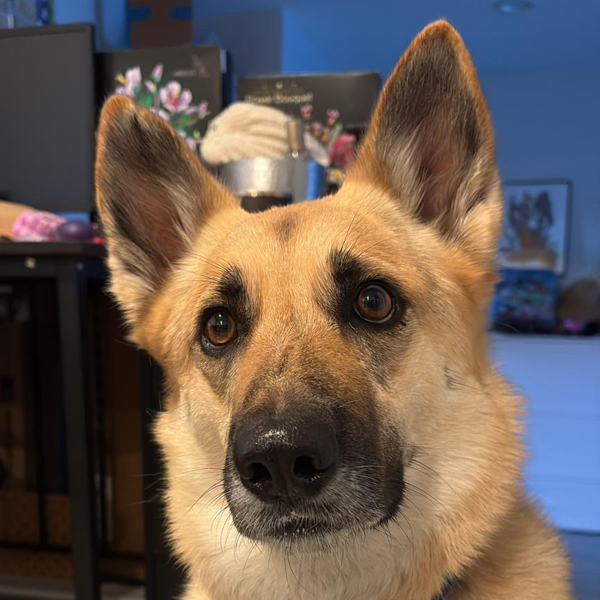 Nebula the dog
